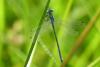 Lestes dryas